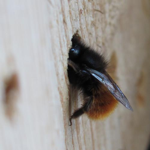 Osmia cornuta